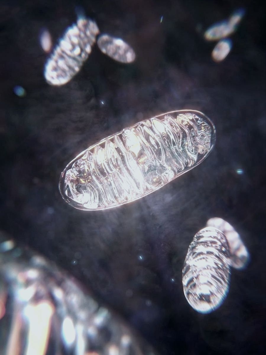 Cellular energy